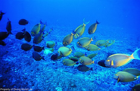 diving in mauritius fish